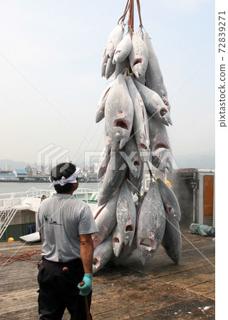 Frozen tuna 72839271