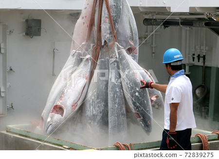 冷凍金槍魚 72839275