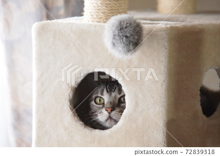 Cat tower peeking out of the box 72839318