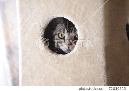 Cat tower peeking out of the box 72839323