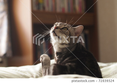 Scratching cat, upper body up, upward 72839324