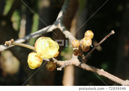 Japanese allspice (Japanese allspice) flower that has begun to bloom this year 72839346