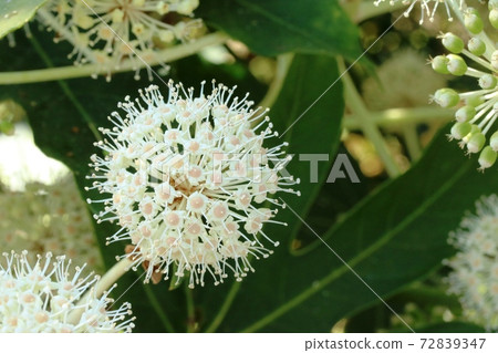 The winter flowers in full bloom are beautiful! The winter flowers in full bloom are beautiful! 72839347