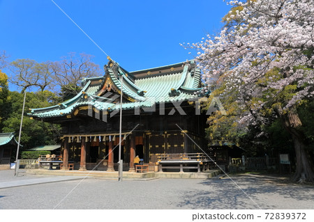 [靜岡縣]三島大社神社盛開（五本殿） 72839372