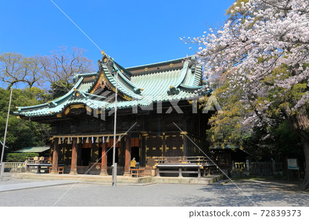 [靜岡縣]三島大社神社盛開（五本殿） 72839373