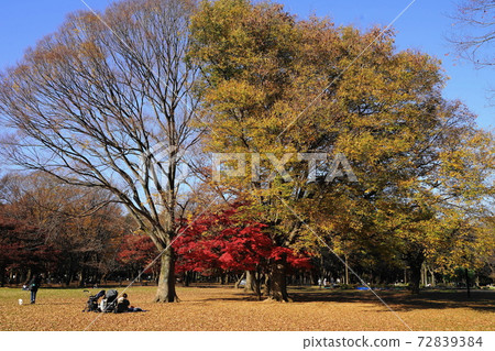 December 384 Autumn leaves in Yoyogi Park (Maple) December 384 Autumn leaves in Yoyogi Park (Maple) 72839384