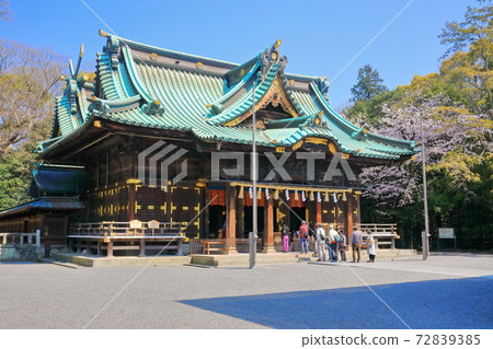 [靜岡縣]三島大社神社盛開（五本殿） 72839385