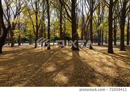 369年12月,代代木公園(銀杏林)的秋葉 369年12月,代代木公園(銀杏林)的秋葉 72839411