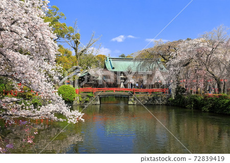 [靜岡縣]櫻花盛開的三島大社（五十島神社） 72839419