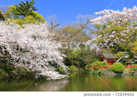 [Shizuoka Prefecture] Mishima Taisha (Itsukushima Shrine) where cherry blossoms are in full bloom 72839428
