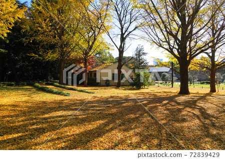 12月澀谷359代代木公園（銀杏）的秋葉 72839429