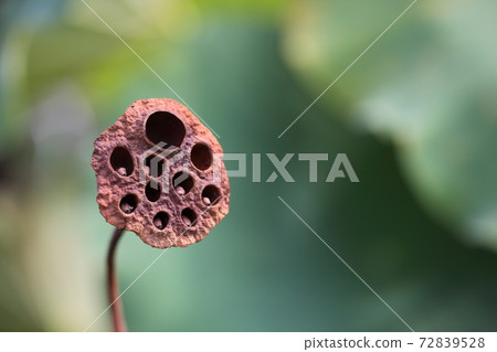 Lotus true 72839528