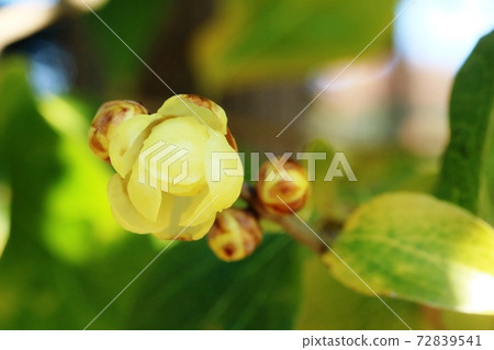 今年也開始盛開的柔白花 今年也開始盛開的柔白花 72839541