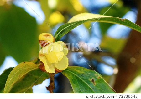 Japanese allspice (Japanese allspice) flower that has begun to bloom this year Japanese allspice (Japanese allspice) flower that has begun to bloom this year 72839543