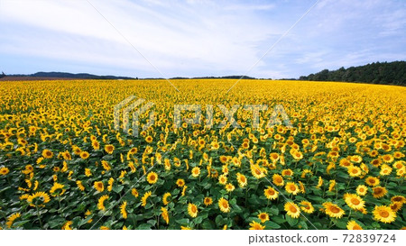 Beautiful sunflower field Beautiful sunflower field 72839724