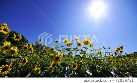 Beautiful sunflower field Beautiful sunflower field 72839751