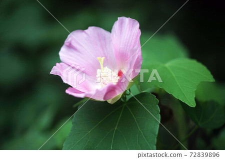 Fuyo pink flowers Fuyo pink flowers 72839896