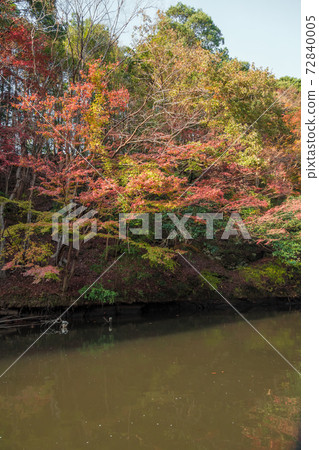 [Autumn leaves of Lake Kameyama from a cruise ship] 72840005