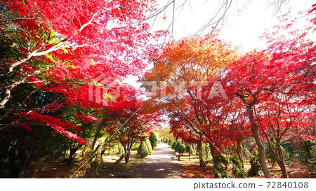 麗岩第二年的平岡樹木藝術中心深秋 72840108