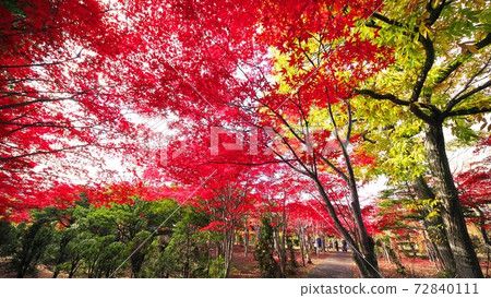 麗岩第二年的平岡樹木藝術中心深秋 麗岩第二年的平岡樹木藝術中心深秋 72840111