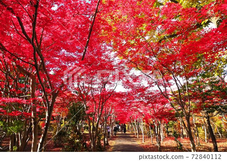 麗岩第二年的平岡樹木藝術中心深秋 麗岩第二年的平岡樹木藝術中心深秋 72840112