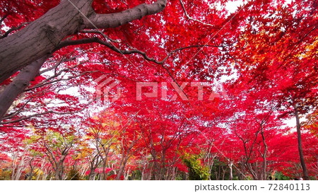 麗岩第二年的平岡樹木藝術中心深秋 72840113