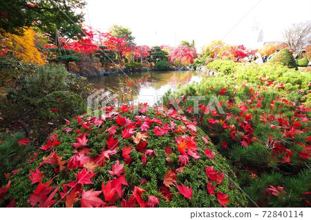 麗岩第二年的平岡樹木藝術中心深秋 72840114