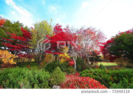 麗岩第二年的平岡樹木藝術中心深秋 72840116