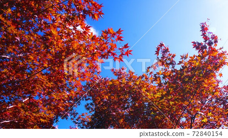 Late Autumn Of Hiraoka Tree Art Center In 2nd Stock Photo 72840154 Pixta