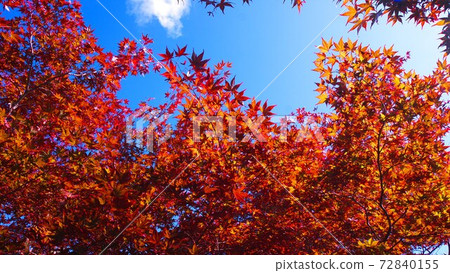 Late Autumn Of Hiraoka Tree Art Center In 2nd Stock Photo 72840155 Pixta