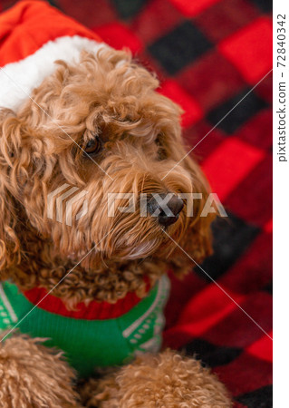 Cavapoo dog with Christmass clothes. Dog Christmas concept Cavapoo dog with Christmass clothes. Dog Christmas concept 72840342
