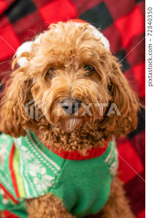 Cavapoo dog with Christmass clothes. Dog Christmas concept 72840350