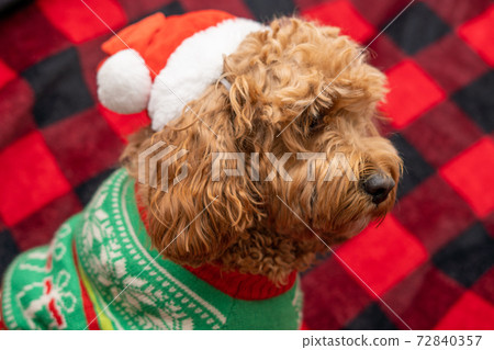 Cavapoo dog with Christmass clothes. Dog Christmas concept Cavapoo dog with Christmass clothes. Dog Christmas concept 72840357
