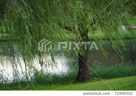 柳樹在水里搖曳 柳樹在水里搖曳 72840502