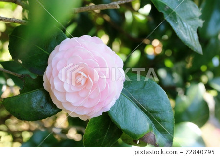 早盛開的乙女椿 Otome Tsubaki 盛開 照片素材 圖片 圖庫