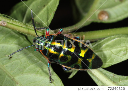 Creatures Insects Radenkin turtle bug, metallic luster is beautiful. The pattern on the back is a rice stamp, it is elongated and about 2 cm in length Creatures Insects Radenkin turtle bug, metallic luster is beautiful. The pattern on the back is a rice stamp, it is elongated and about 2 cm in length 72840820