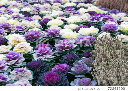 Funabashi Andersen Park Habutton Funabashi Andersen Park Habutton 72841200