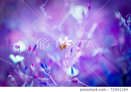 Himefuuro and purple-pink back Himefuuro and purple-pink back 72841284