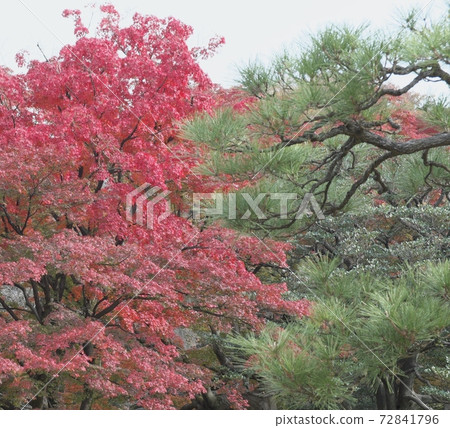 綠樹環繞著秋天的樹木綠樹環繞著秋天的樹木 72841796