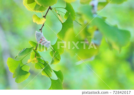 銀杏在開始變色的區域 72842017