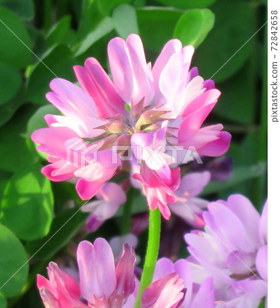 Astragalus flowers 72842658