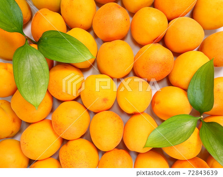 Apricot apricot apricot apricot 72843639