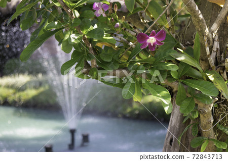 Relaxation resort garden in summer 72843713