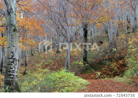 Primitive beech forest (Matsunoyama, Tokamachi City, Niigata Prefecture) 72843738
