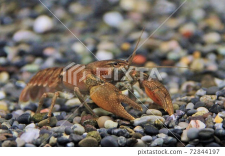 Japanese crayfish Japanese crayfish 72844197