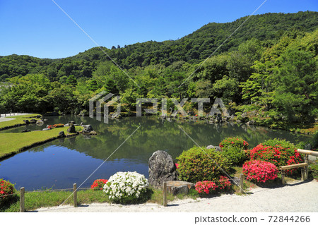 六月小月盛開的天龍寺花園初夏京都 照片素材 圖片 圖庫