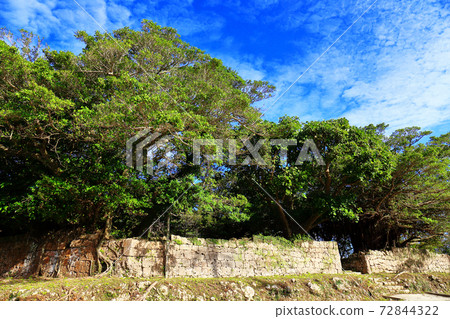 Large banyan tree Nanzan castle ruins Large banyan tree Nanzan castle ruins 72844322