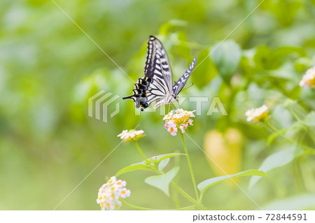 Ogomadara蝴蝶昆蟲花 72844591