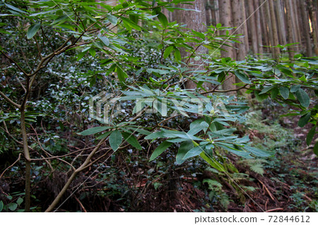 從丹波市加賀加坂的加賀加坂公園到惡魔的橋和金山城遺址的群山中生長的Mitsumata葉子 從丹波市加賀加坂的加賀加坂公園到惡魔的橋和金山城遺址的群山中生長的Mitsumata葉子 72844612