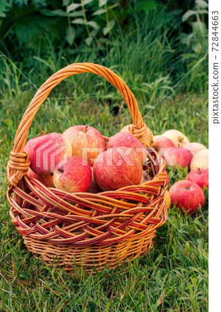 Red apples in a wicker basket and on green grass in the orchard. 72844663